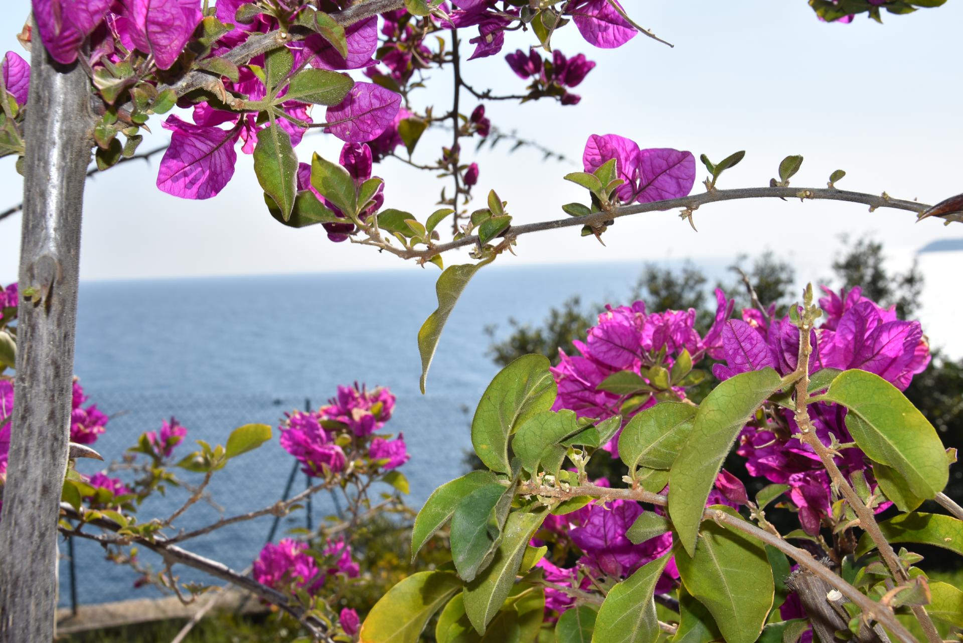 Praktijk Bougainville - Rouwbegeleiding in Groningen